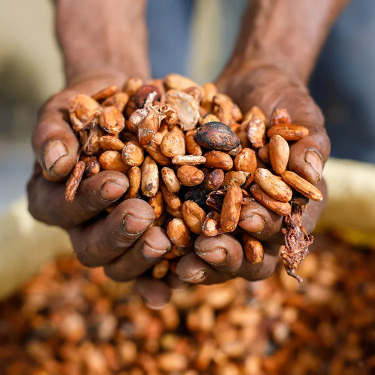 Image shows a person holiding both hands out full of Cocoa Beans